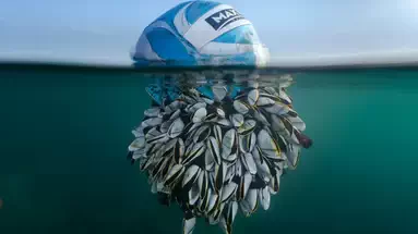 Les British Wildlife Phot ...