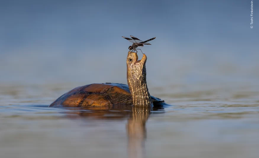 Wildlife Photographer of The Year 