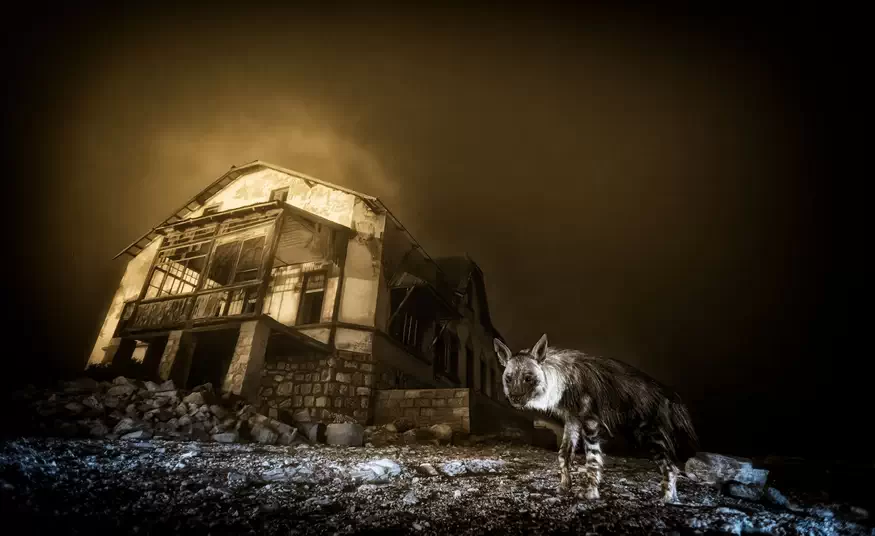 Wildlife Photographer of the Year 2025